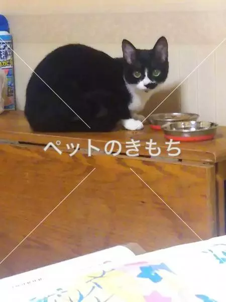 迷子猫の画像