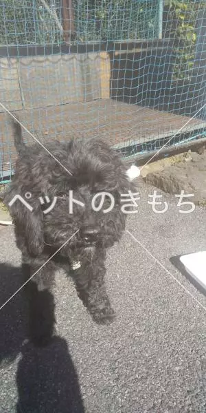 保護犬の画像