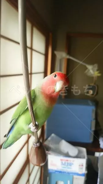 迷子鳥の画像