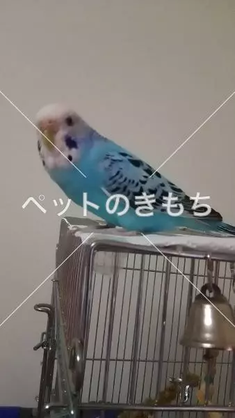 コメント投稿の画像