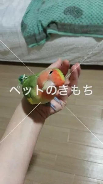 迷子鳥の画像