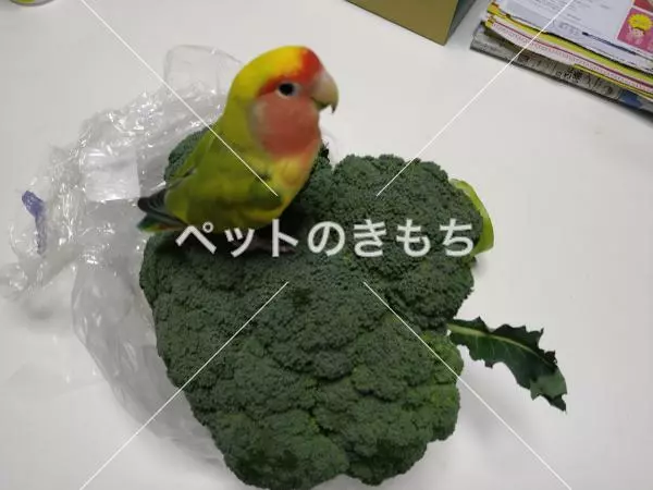 迷子鳥の画像