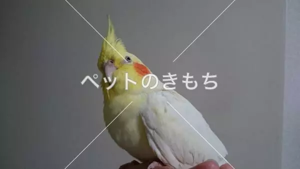 迷子鳥の画像