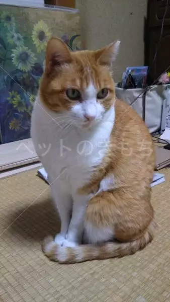 迷子猫の画像