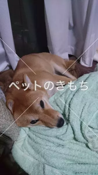 迷子犬の画像