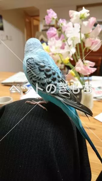 コメント投稿の画像