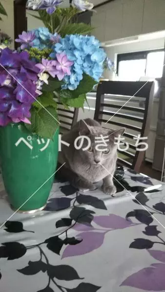 迷子猫の画像