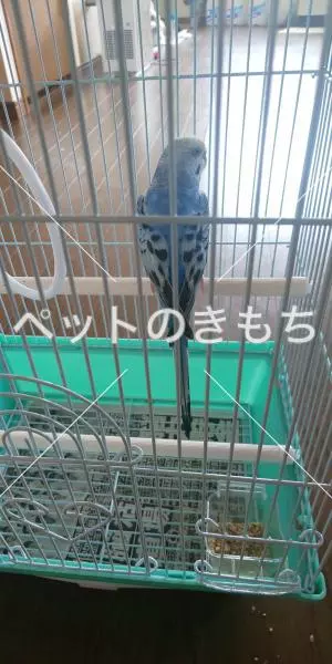 コメント投稿の画像