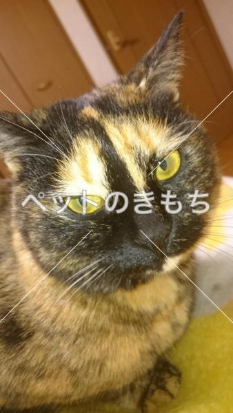 迷い猫の写真
