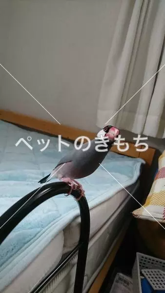 迷子鳥の画像