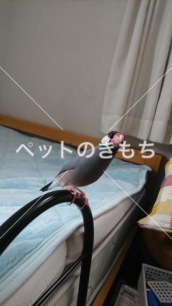 迷子鳥の画像