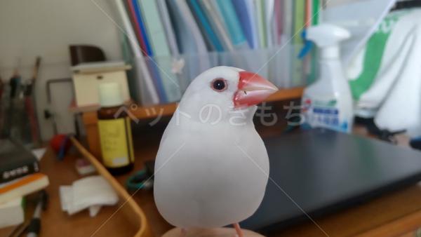 迷子鳥の画像