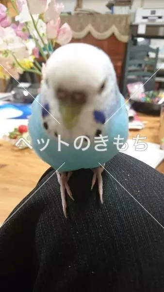 コメント投稿の画像