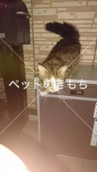 保護猫の画像