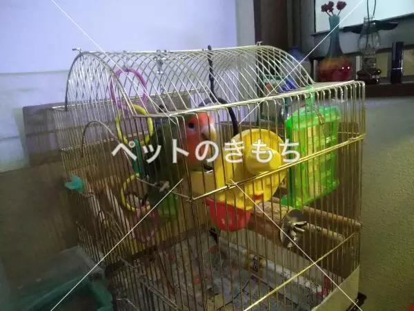 迷子鳥の画像