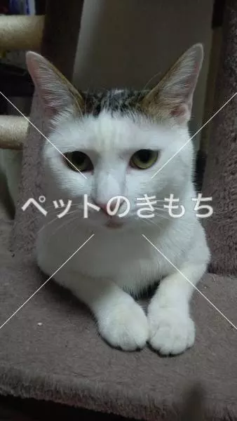 迷子猫の画像