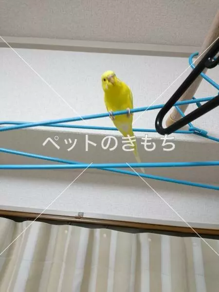 迷子鳥の画像