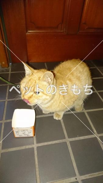 保護猫の画像