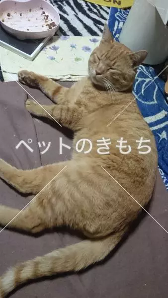 迷子猫の画像