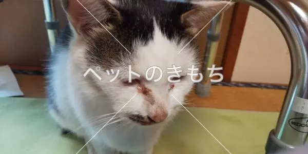 保護猫の画像