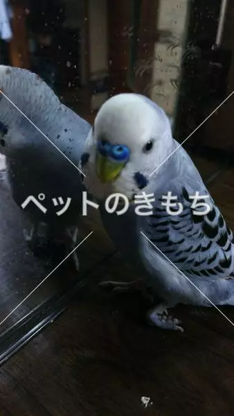迷子鳥の画像