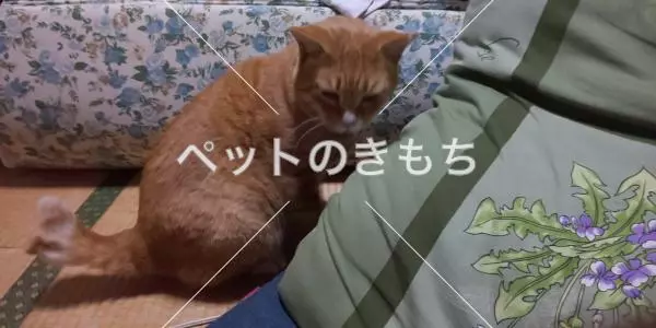 保護猫の画像