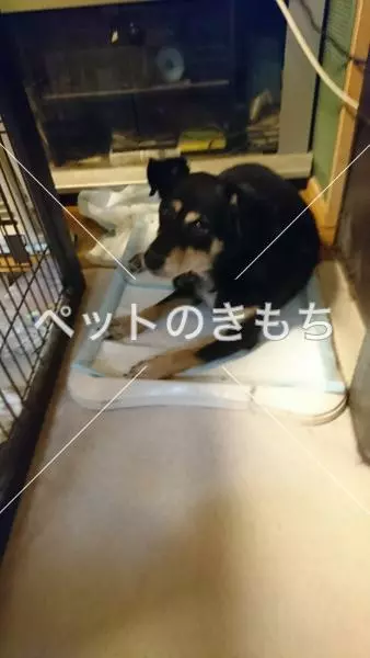 保護犬の画像