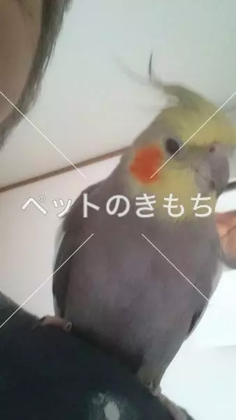 迷子鳥の画像