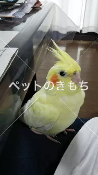 迷子鳥の画像