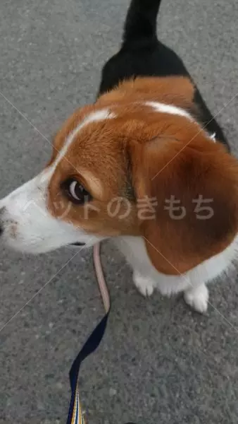 コメントの画像