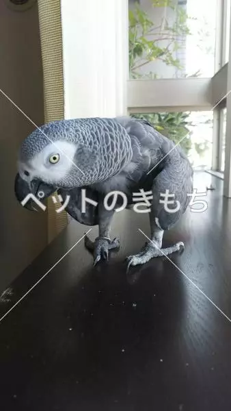 迷子鳥の画像