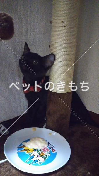 迷子猫の画像