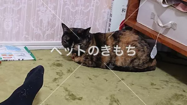 迷子猫の画像