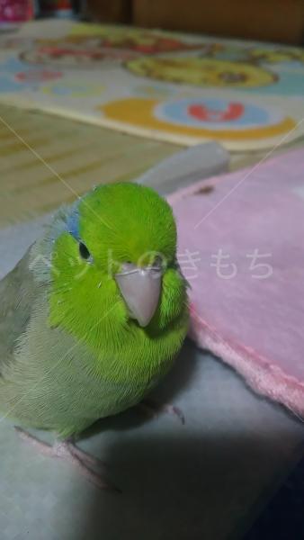 迷子鳥の画像