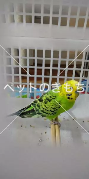 保護鳥の画像
