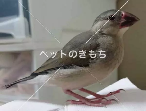 保護鳥の画像