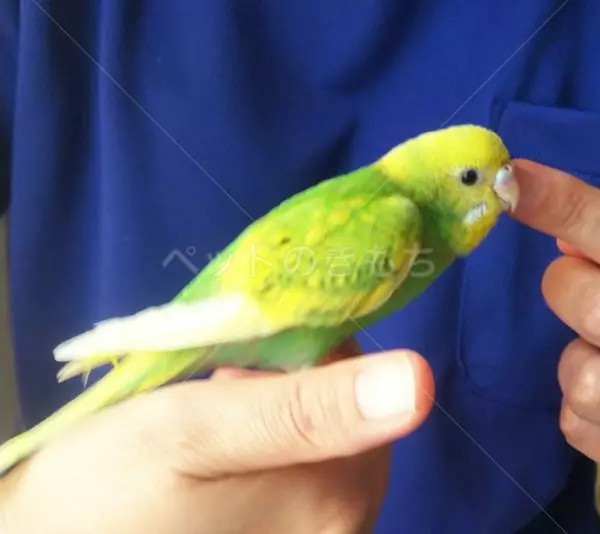 コメントの画像