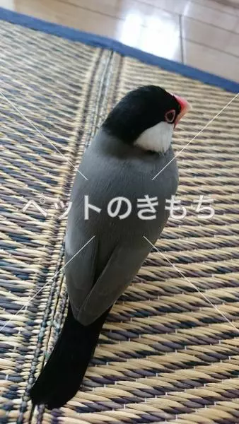 保護鳥の画像