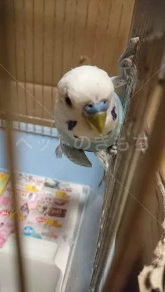 保護鳥の画像