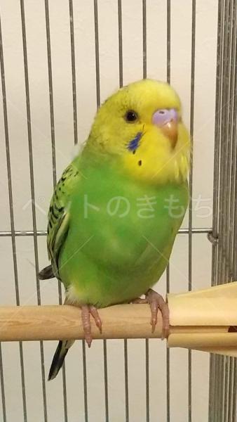 保護鳥の画像