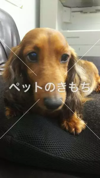保護犬の画像