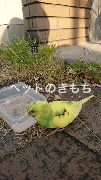 保護鳥の画像