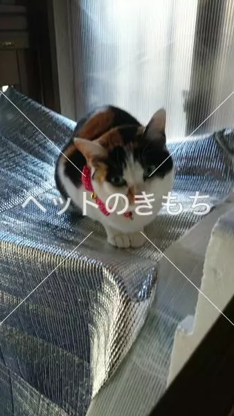 迷子猫の画像