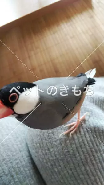 迷子鳥の画像