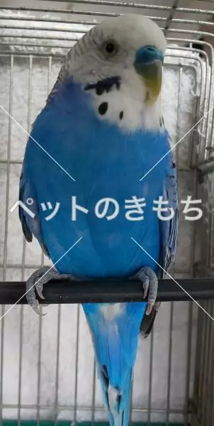 保護鳥の画像