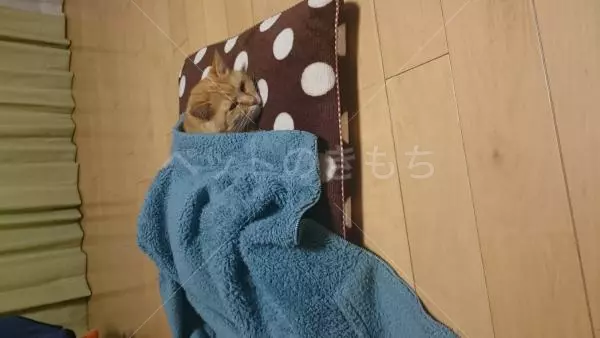 コメント投稿の画像