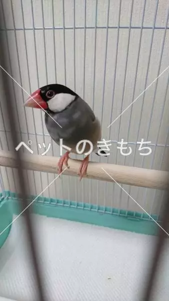 コメント投稿の画像