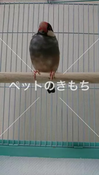 コメント投稿の画像