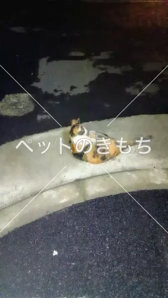 迷子猫の画像