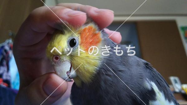 迷子鳥の画像